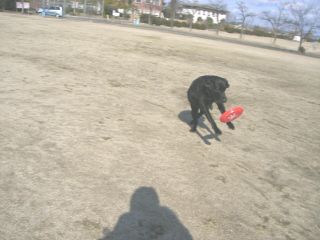 ジャック＆ジュリア　新春フリスビー2