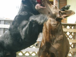 ジャック＆ジュリア　ウッドデッキ２