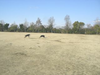 ジャック＆ジュリア　新春フリスビー3