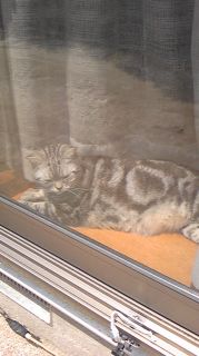 マイケル　ひなたぼっこ