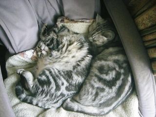 アンジェラ＆マイケル