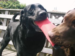 ジャック＆ジュリア　ウッドデッキ３