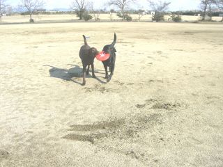 ジャック＆ジュリア　新春フリスビー4