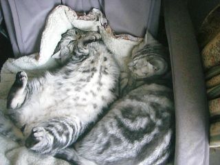 アンジェラ＆マイケル２