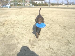 ジャック＆ジュリア　新春フリスビー5