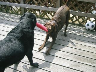 ジャック＆ジュリア　ウッドデッキ５