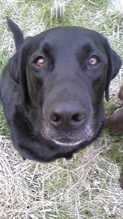 ジャック　見上げる