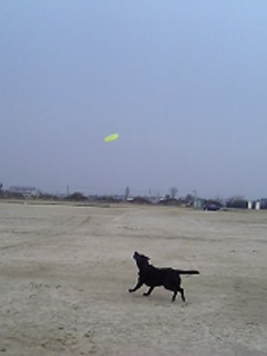 ジャック フリスビー１