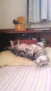 マイケル　on　枕