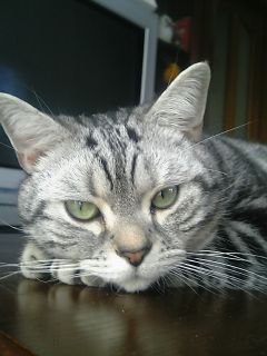 マイケル　アンニュイ