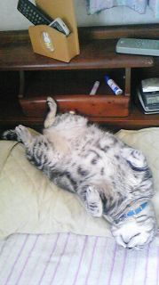 マイケル　on　枕2