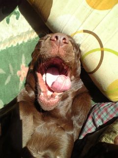 ジュリア　ひっくり返る