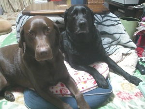 ジャック＆ジュリア