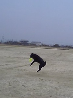 ジャック フリスビー４