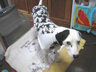 きよしくん ダルメシアン隊