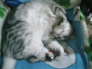 アンジェラ　おっぴろげ（mini）