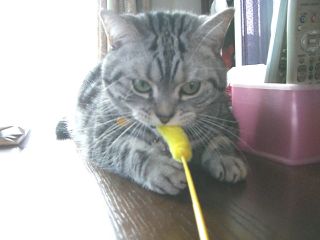 マイケル　ねこじゃらし２