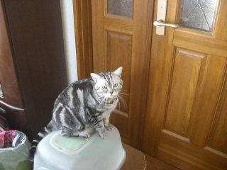 マイケル　大脱走