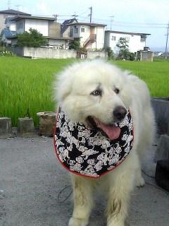 ブンタくん ダルメシアン隊