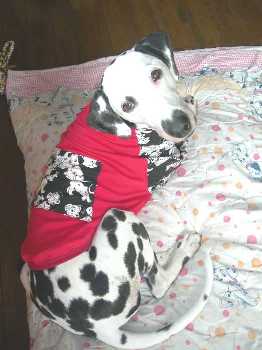 ナッツちゃん ダルメシアン隊