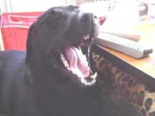 ジャック　大あくび