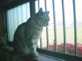 アンジェラ　見張り