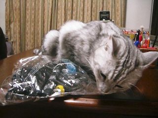 アンジェラ　８歳のお誕生日