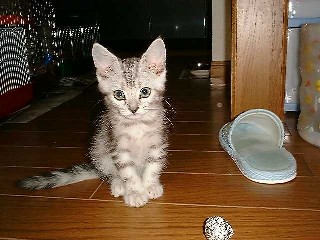 アンジェラ  キトン