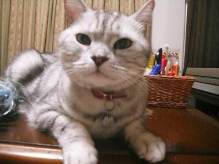 アンジェラ　８歳のお誕生日2