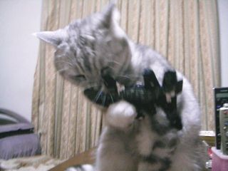 アンジェラ　８歳のお誕生日3