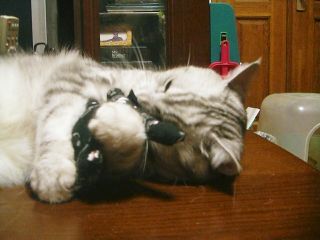 アンジェラ　８歳のお誕生日4