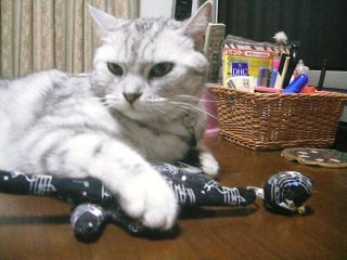 アンジェラ　８歳のお誕生日5