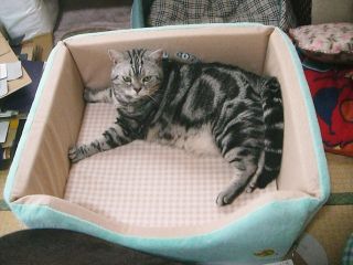 マイケル　in　ベッド2