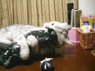 アンジェラ　８歳のお誕生日6