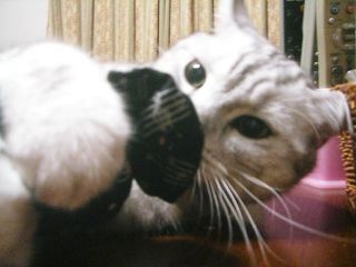 アンジェラ　８歳のお誕生日7