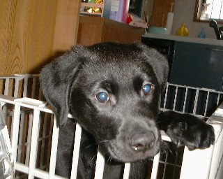 ジャック パピー