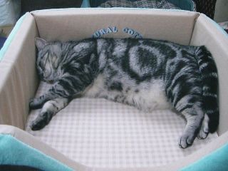 マイケル　おくつろぎ