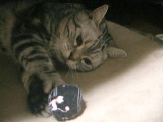 マイケル　キャットニップ1