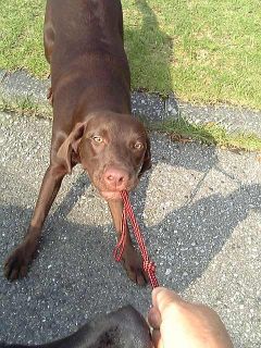 ジュリア　引っ張りっこ