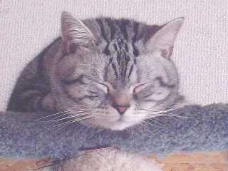 マイケル　おまんじゅう