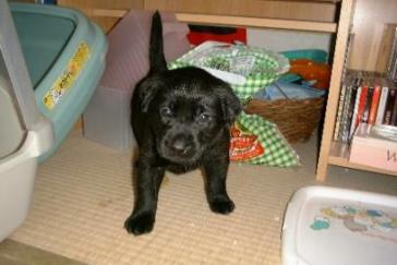 ジャック パピー２