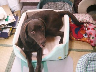 ジュリア　in　ベッド