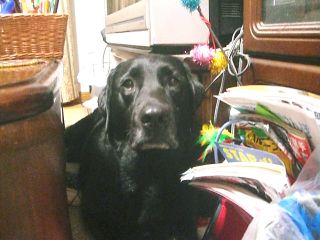 ジャック20080808