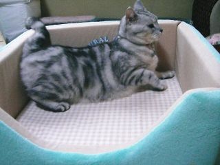 アンジェラ　in　ベッド