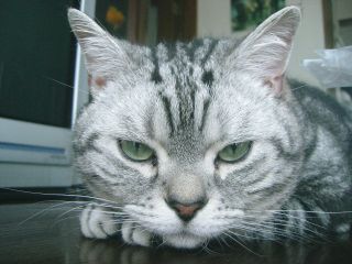 マイケル　アップ