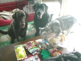 アンジェラ参上