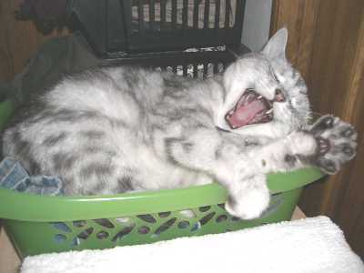 アンジェラ　かごの中３