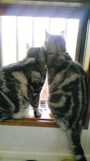 アンジェラ＆マイケル　見張り