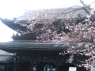 東本願寺桜