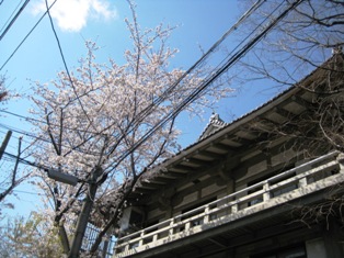 西本願寺付近桜